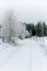 Snowy road, tree and spruce tree forest covered by fresh snow during Winter Christmas time.