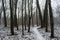 Snowy road among trees in the dark foggy winter forest