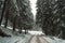 Snowy road way through fir or pine forest in winter like in a fairytale.