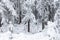 Snowy road in the wild forest. Fairy winter forest snowy taiga Beautiful nature of Russia. Taiga forest in winter