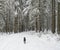 Snowy road in winter forest with snow covered spruce trees and walking black grey hunting dog. Brdy Mountains, Hills in