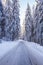 Snowy road in a winterly forest