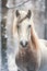 Snowy Serenity: A Captivating Portrait of a White Horse with Flo