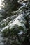 Snowy Serenity: Fir Trees Adorned in Latvian Pokainu Mezs