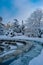 Snowy Serenity: Park Filled with Trees on a Wintry Day