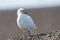 Snowy sheatbill Paloma Antarctica white bird portrait