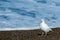 Snowy sheatbill Paloma Antarctica white bird portrait