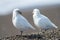 Snowy sheatbill Paloma Antarctica white bird portrait