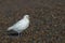 Snowy sheatbill Paloma Antarctica white bird portrait