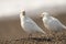 Snowy sheatbill Paloma Antarctica white bird portrait