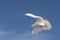 Snowy Sheathbill in Antarctica