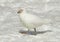 Snowy Sheathbill, Chionis albus
