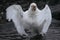 Snowy sheathbill showering, Antarctica