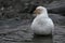 Snowy sheathbill showering, Antarctica