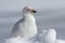 Snowy Sheathbill which sits in the snow Antarctic winter