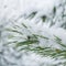 Snowy sprig of pine or Pinus sylvestris with dark green needles covered in snow and hoarfrost on winter day.