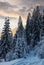 Snowy spruce forest at gorgeous winter sunset