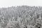 Snowy spruce forest in the snow. Gloomy winter forest with frosty trees background