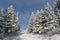 Snowy spruce trees on a February morning