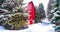 Snowy Spruce Trees With A Red Barn Scenic Road