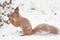 Snowy Squirrel Finding Food.