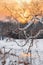 Snowy Sycamore Sunset