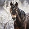 Snowy Tennessee Walking Horse Head In Nature-inspired Imagery