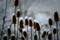 Snowy thistles