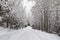 Snowy trail through corridor of deciduous trees, Whistler, BC