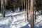 A snowy trail in the forest after a record-breaking snowfall in Nova Scotia Canada, deep snow in the woods