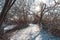 Snowy Trail on Sunny Day Through Bare Forest