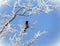 Snowy tree and crow bird in winter, Lithuania