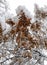 Snowy tree with rusty autumn leaves left below