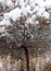 Snowy tree with rusty autumn leaves left below