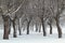 Snowy tree trunks of willow trees in public park