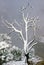 Snowy Tree on West Rim Grand Canyon