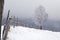 Snowy tree. Winter landscape in Carpatian Mountains