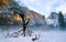 Snowy tree in Yosemite