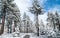 Snowy trees with a clear path