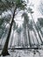 Snowy trees, forest in the fog in the Beskid Zywiecki mountains.