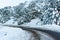 Snowy trees and icy road.