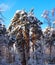 Snowy trees and pines background with blue sky. Winter forest landscape with snow