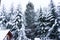 Snowy trees and pines, withe paradise