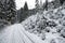 Snowy trees in winter forest