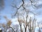 Snowy treetops against blue sky