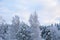 Snowy treetops and sky with cirrus clouds on sunny frosty day. Beautiful landscape of winter forest