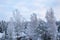 Snowy treetops and sky with cirrus clouds on sunny frosty day. Beautiful landscape of winter forest