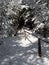 Snowy tunnel of tree branchces