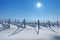 Snowy vineyards under blue sky at sunny day.