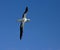 Snowy (Wandering) Albatross, Grote Albatros, Diomedea (exulans)